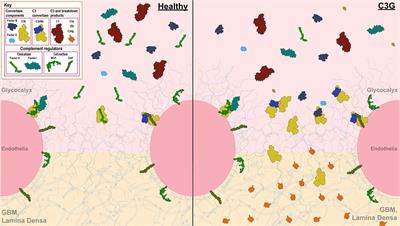 Modeling C3 glomerulopathies: C3 convertase regulation on an extracellular matrix surface